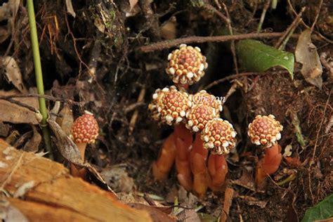 筆頭蛇菰|筆頭蛇菰 (Balanophora harlandii)